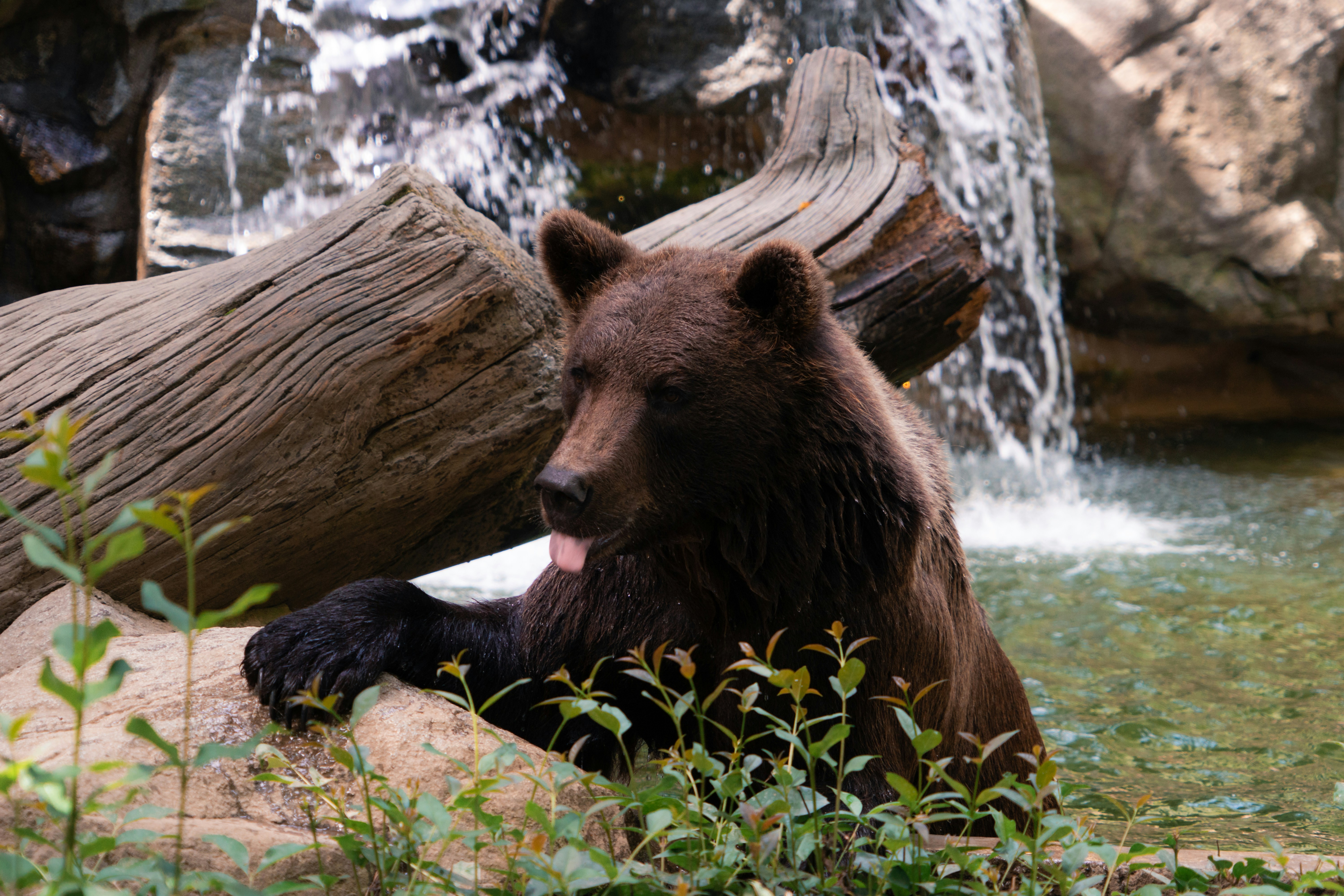 Alaskan Brown Bears